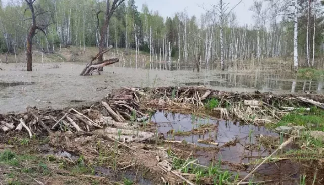 В Алтайском крае заметили плотину бобров возле дороги - Толк, 11.05.2025
