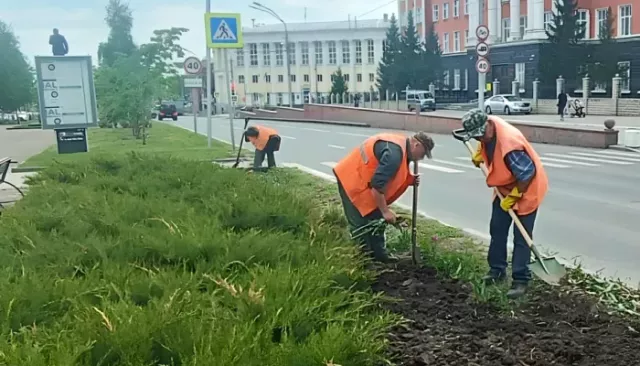 В Барнауле продолжают высаживать цветы на городских клумбах - Толк, 19.05.2025