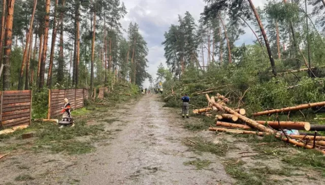 Ураган в Республике Алтай повалил десятки деревьев, нарушено электроснабжение. Фото - Толк, 14.07.2025