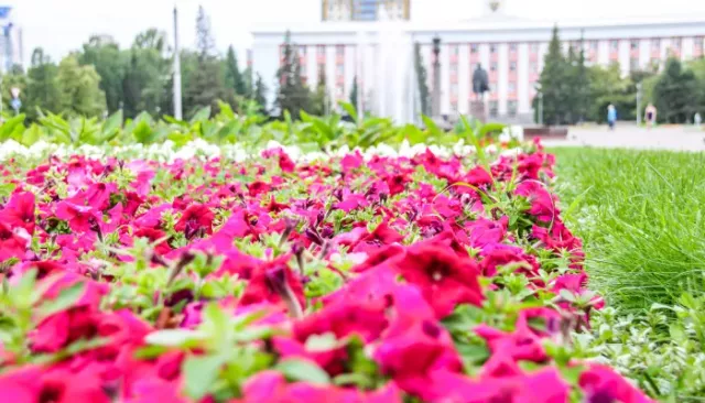 Тепло и небольшие дожди: какая погода будет в Алтайском крае перед приходом жары - Толк, 16.07.2025