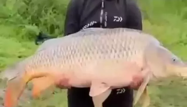 Рыбу весом 34 килограмма поймали недалеко от Барнаула. Фото и видео гиганта - Толк, 12.08.2025