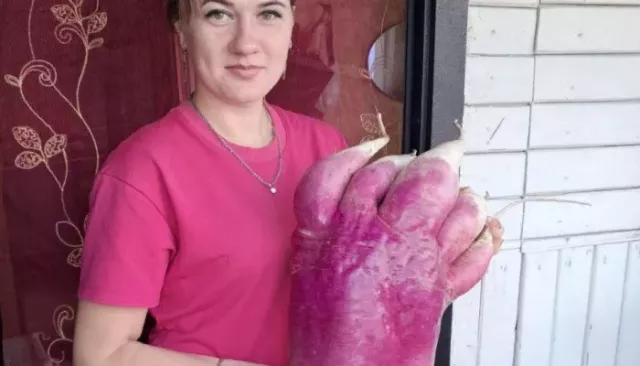 Рука с пальцами: в огороде алтайской хозяйки вырос редис-рекордсмен весом 7 кг - Толк, 31.08.2025