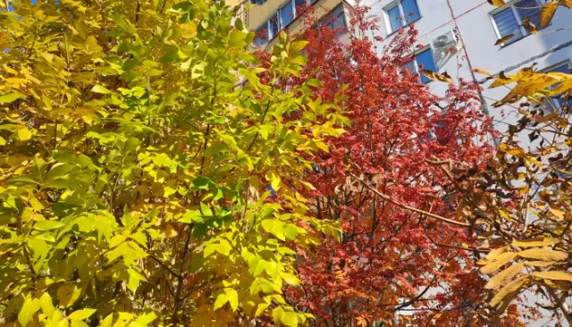 Прогноз погоды на неделю в Алтайском крае: от прохлады и ливней к солнечным дням - Толк, 31.08.2025