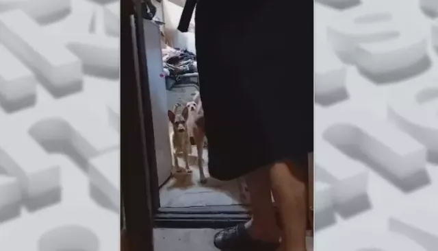 В одном из барнаульских домов мужчина держит в "заложниках" несколько десятков собак - Толк, 03.09.2025