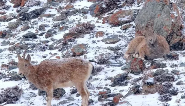 В Сайлюгемском нацпарке показали самок и малышей сибирского горного козла. Фото В Сайлюгемском нацпарке показали самок и малышей сибирского горного козла. Фото - Толк, 03.11.2025