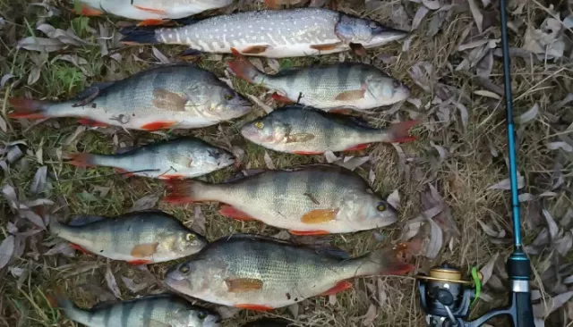 Последние уловы: рыбаки Алтайского края хвастаются успешным закрытием сезона. Фото - Толк, 03.11.2025