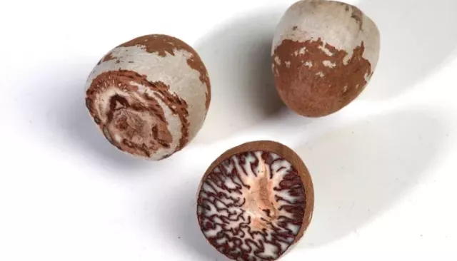 Российские школьники подсели на опасный "наркотический" орех из Азии - Толк, 07.11.2025