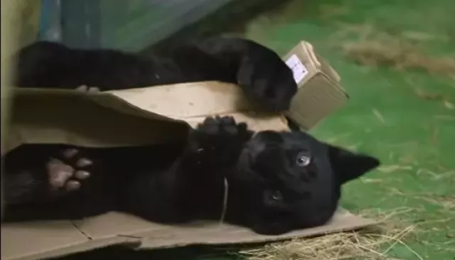 В Новосибирском зоопарке поселился очаровательный ягуар Габриэль. Видео В Новосибирском зоопарке поселился очаровательный ягуар Габриэль. Видео - Толк, 07.11.2025