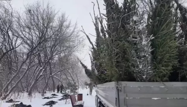 В парке имени Ленина в Барнауле провели масштабное обследование деревьев - Толк, 11.11.2025