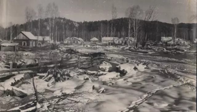 Экоутопия 60-х: когда и где на Алтае существовал Кедроград и как он выглядел. Фото - Толк, 14.11.2025