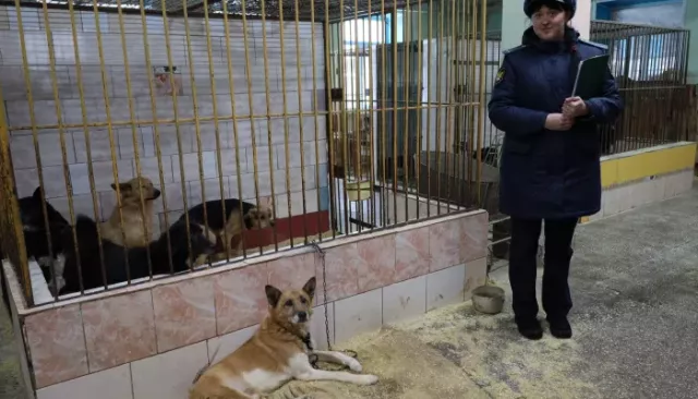 Приставы изъяли из антисанитарной квартиры барнаульца 24 собаки - Толк, 15.11.2025