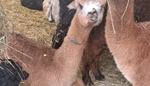 Чилийские альпаки поселятся в барнаульском зоопарке "Лесная сказка". Фото - Толк, 16.11.2025