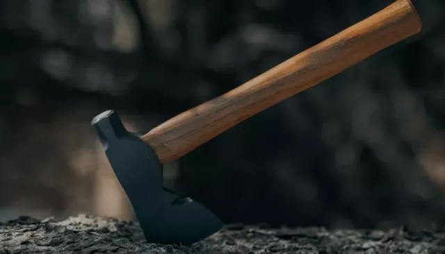 Шесть "черных лесорубов" спилили более 400 пихт в Республике Алтай - Толк, 19.11.2025