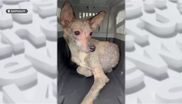 В Барнауле освободили десятки собак из антисанитарной квартиры - Толк, 19.11.2025