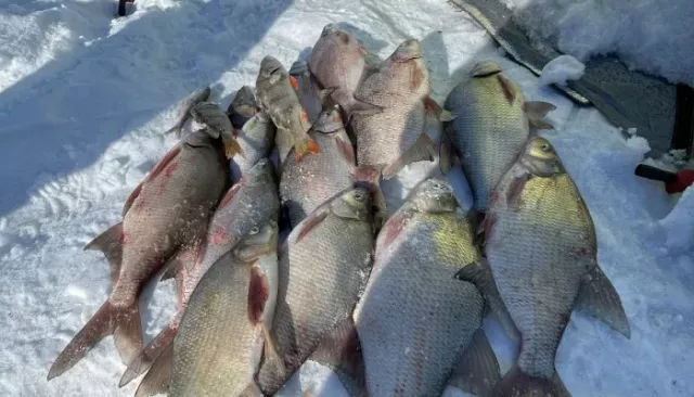Рыбаки Алтайского края показали свои февральские уловы. Фото - Толк, 23.02.2026