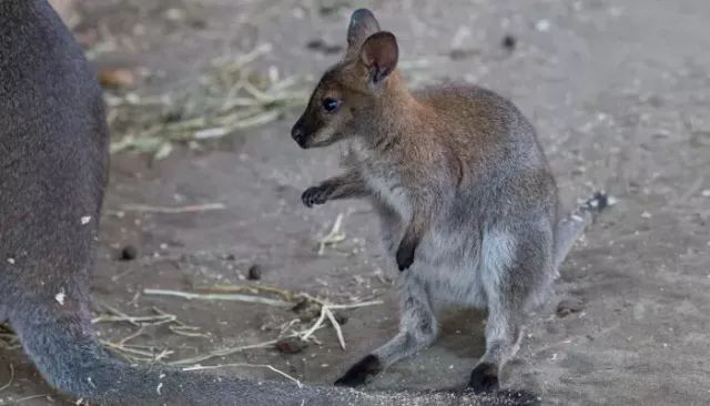 Кенгуренок из Барнаула отправился жить в Республику Алтай - Толк, 28.02.2026