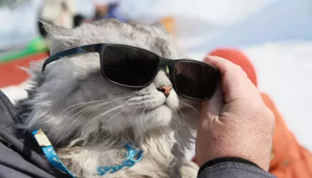 Трогательные, милые и опасные: большая фотоподборка пушистых жителей Барнаула - Толк, 01.03.2026