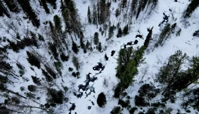 Как выглядит северная граница Алтайского заповедника с высоты птичьего полета. Фото - Толк, 05.03.2026