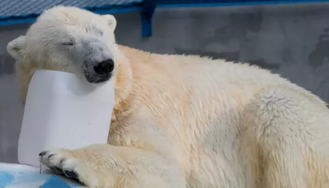 Директор барнаульского зоопарка отказал Японии в обмене белых медведей на капибар - Толк, 07.03.2026