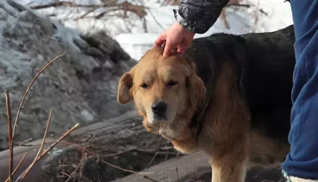 Бастрыкин заинтересовался ситуацией с неотловленными бездомными собаками в Алейске - Толк, 08.03.2026