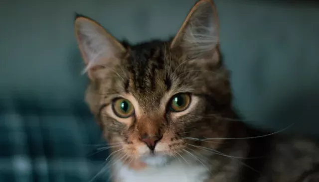 Жители Барнаула просят спасти "замурованных" в квартире кошек - Толк, 09.03.2026