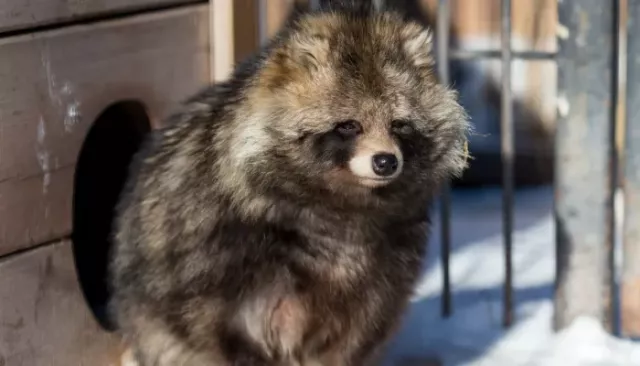 "Плотность невелика": в алтайском минприроды рассказали о диких енотовидных собаках - Толк, 10.03.2026