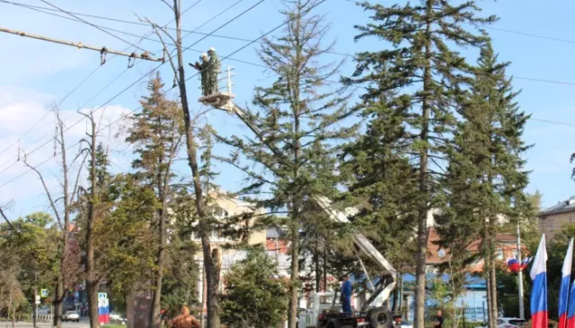 За весну в Барнауле избавятся от аварийных деревьев на аллеях и в скверах - Толк, 14.03.2026
