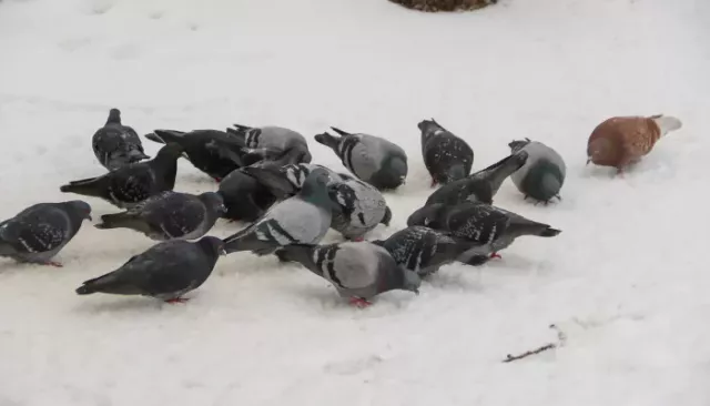 До +5 градусов потеплеет в Алтайском крае 15 марта - Толк, 15.03.2026