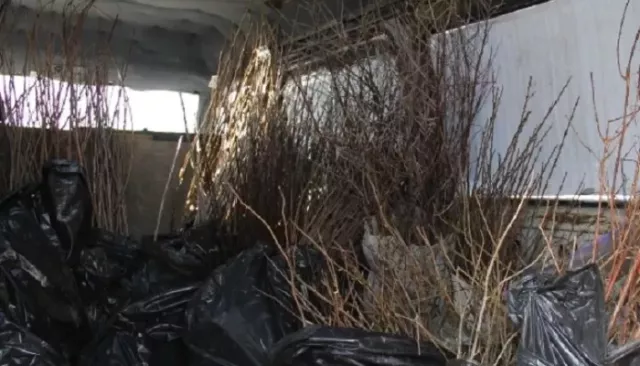 Более 43 тысяч подозрительных саженцев не пустили в Алтайский край Более 43 тысяч подозрительных саженцев не пустили в Алтайский край - Толк, 15.03.2026