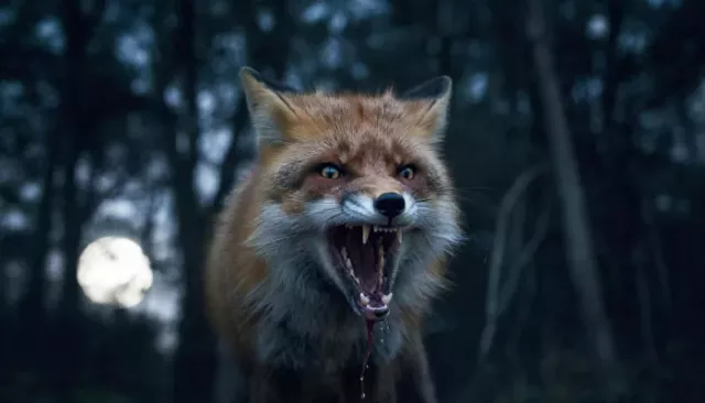 Плюс пять. Уже 27 очагов бешенства обнаружили в Алтайском крае с начала года - Толк, 17.03.2026