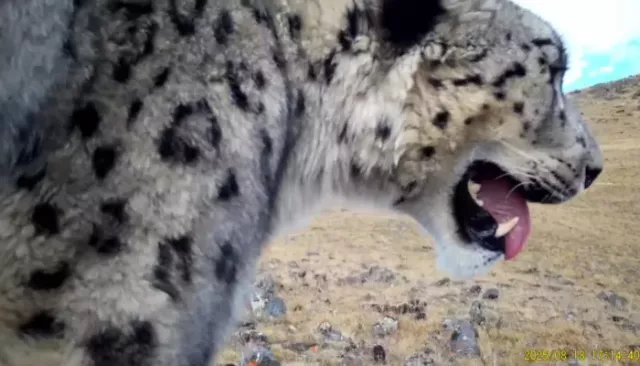 Снежный барс подышал в камеру фотоловушки в Сайлюгемском нацпарке. Видео - Толк, 17.03.2026