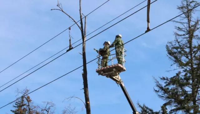 Более 300 аварийных деревьев снесут в Барнауле весной - Толк, 20.03.2026