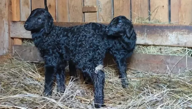 Два очаровательных черных ягненка родились в барнаульском зоопарке - Толк, 22.03.2026