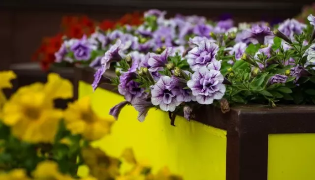 Власти Барнаула нашли подрядчика, который озеленит крупнейший район города - Толк, 24.03.2026