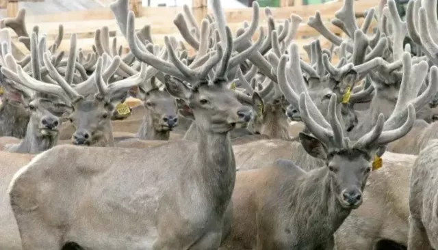 Мараловодческие хозяйства Республики Алтай могут получить субсидии - Толк, 07.04.2026