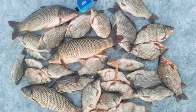 "Мормышинг рулит": рыбаки Алтайского края похвастались своими уловами - Толк, 16.04.2026