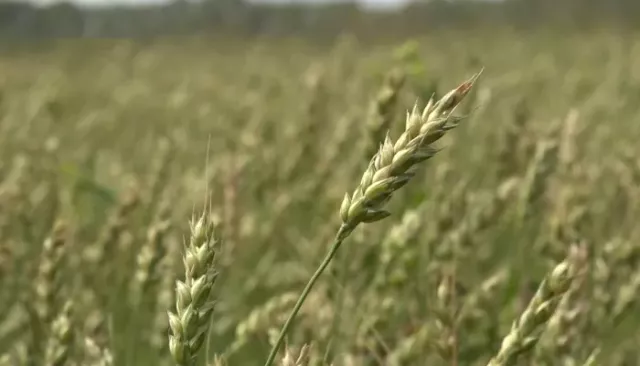 Глава алтайского агрохолдинга, изъятого в доход государства, пытается вернуть активы - Толк, 17.04.2026