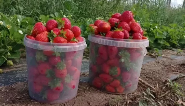 Полкило с куста: клубничные поля продают в Алтайском крае. Фото - Толк, 20.04.2026