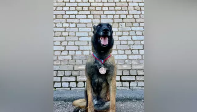 В Республике Алтай ищут новых хозяев для полицейской овчарки, вышедшей на пенсию - Толк, 22.04.2026