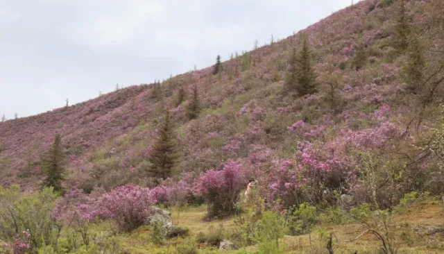 В Республике Алтай предупредили о высокой пожароопасности и жаркой погоде на выходных - Толк, 24.04.2026