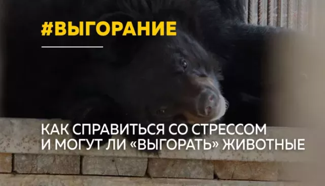 В поисках спокойствия: как животные помогают справиться с выгоранием - Толк, 28.04.2026