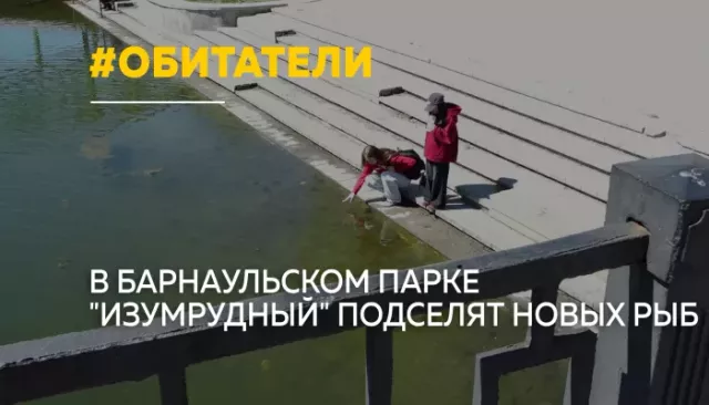 В пруду парка "Изумрудный" в Барнауле появятся белые амуры - Толк, 29.04.2026