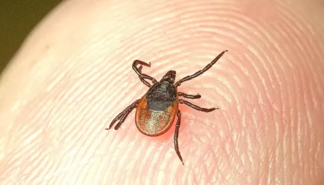 Число пострадавших от клещей в Республике Алтай выросло почти в два раза - Толк, 29.04.2026