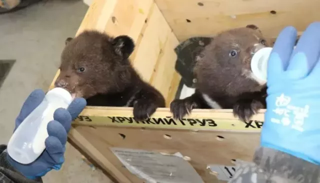 Спасенных гималайских медвежат-сирот поселят в Новосибирском зоопарке. Фото - Толк, 30.04.2026