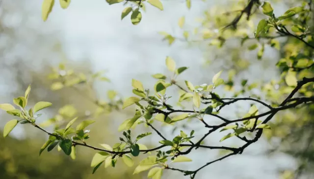 Последний день апреля в Алтайском крае будет теплым и солнечным: прогноз погоды - Толк, 30.04.2026