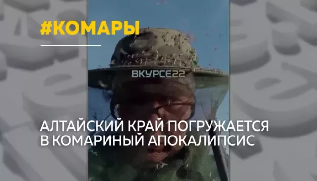 Комариный апокалипсис: Алтайский край атакуют полчища кровососов - Толк, 02.06.2026