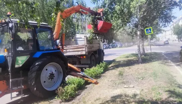 Аварийные березы убирают с главного проспекта Барнаула - Толк, 25.06.2026