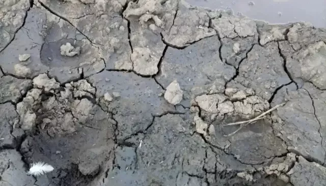 Следы медведя обнаружили недалеко от села в Алтайском крае - Толк, 21.08.2026
