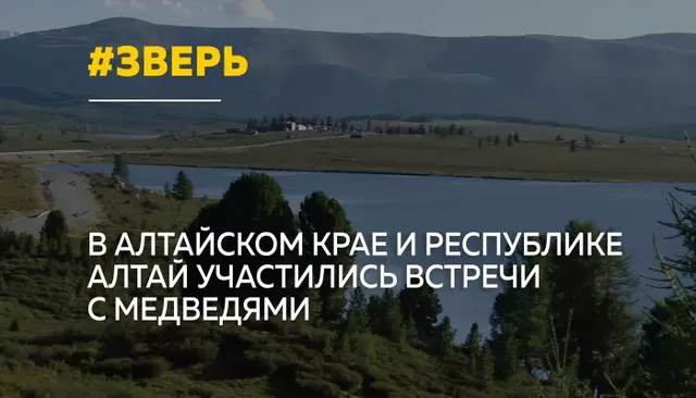 Медведи все чаще выходят к людям в Алтайском крае и Республике Алтай Медведи все чаще выходят к людям в Алтайском крае и Республике Алтай - Толк, 24.08.2026