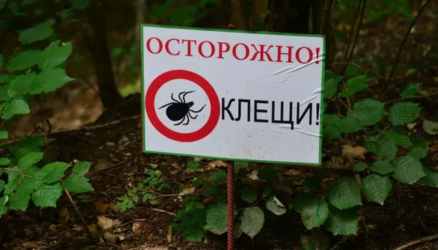 Жертвами клещей в Алтайском крае за неделю стали 69 человек - Толк, 29.08.2026